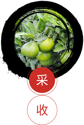 新會陳皮廠家